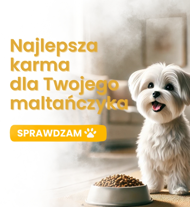 najlepsza karma dla maltanczyka