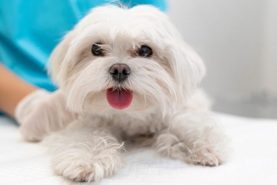 czym czyscic oczy maltanczykowi, Co zrobić żeby maltańczyk nie miał zacieków