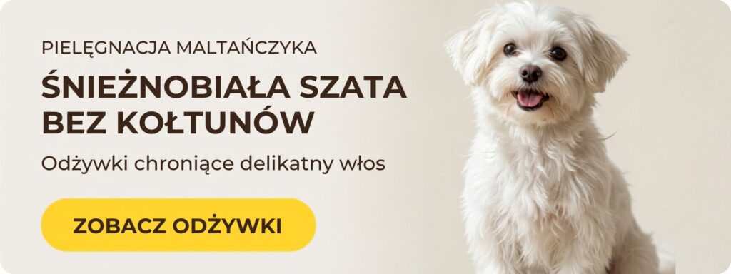 odzywka dla maltanczyka, najlepsza odzywka dla maltanczyka, jaka odzywka dla maltanczyka